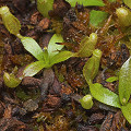 Young plantlets.