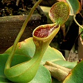 Nepenthes lowii