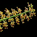 These flowers indicate the gender of the plant.