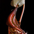 Nepenthes maxima