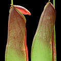 Nepenthes mirabilis