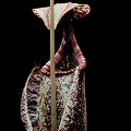 Nepenthes rafflesiana