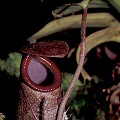 Nepenthes rajah