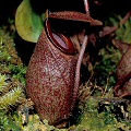 Nepenthes rajah