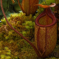 Nepenthes rajah