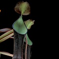 Nepenthes ramispina