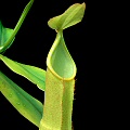 Nepenthes sanguinea