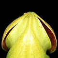 Nepenthes