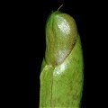 A somewhat naughty photograph of a juvenile pitcher.