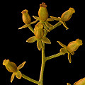 Nepenthes spathulata