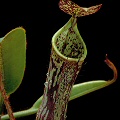 Nepenthes stenophylla