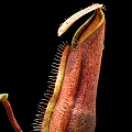 Nepenthes tentaculata