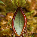 Interesting pitcher mouth shape.