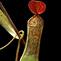 Nepenthes tobaica