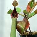 Nepenthes truncata