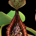 Nepenthes truncata