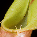 Nepenthes veitchii