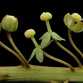 A spray of female flowers.