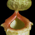 The mouth of a mature pitcher.