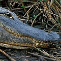 Alligator