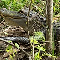 American Alligator.