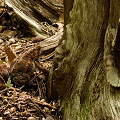 An eastern American toad in habitat.