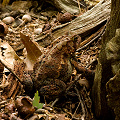 An eastern American toad, a little closer.