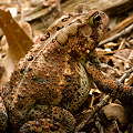 An eastern American toad, closer still.