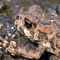 Linn County, western toad (juvenile).