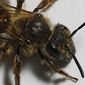 Andrena nigrihirta