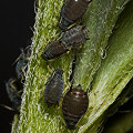 Black aphids.