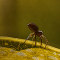 The spider that may be involved in pollinating Darlingtonia, Nevada County California.