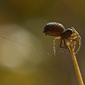 The spider that may be involved in pollinating Darlingtonia, Nevada County California.