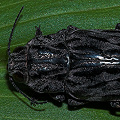 Valley County, Chalcophora angulicollis.