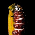 Caterpillar