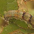 Heliothis virescens.