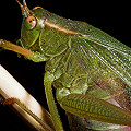 Katydid.