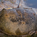 Horseshoe crabs.