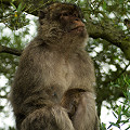 Macaca sylvanus.