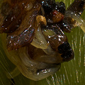 Feasting on prey in Darlingtonia.