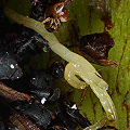 Feasting on prey in Darlingtonia.