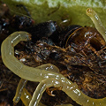 Feasting on prey in Darlingtonia.