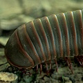 Millipede