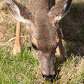 Blacktailed deer.