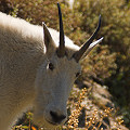 This mountain goat refused to yield way, and stopped our travels to see Pinguicula.