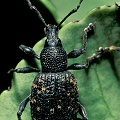 Black vine weevils.