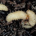 Black vine weevils.