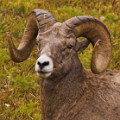 Bighorn, moose, hoary marmot, and elk seen in high elevation habitat.