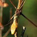 A yellow rat snake descending a vining branch.
