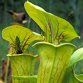 On Sarracenia flava var. ornata in Onslow County, North Carolina.